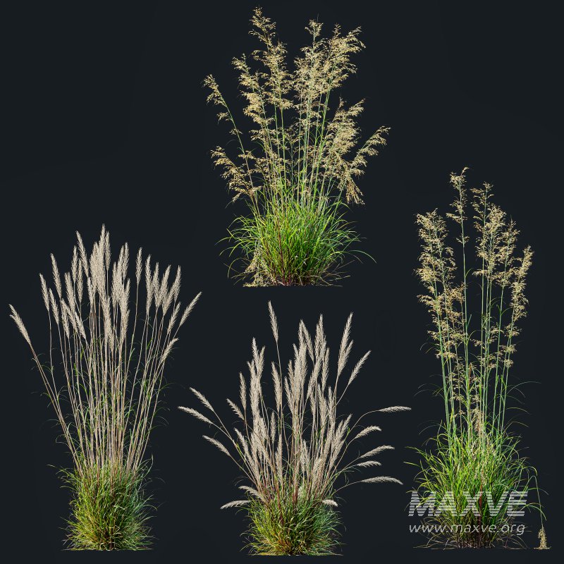 AV Celtica Gigantea Stipa Golden Oats and Calamagrostis Acutiflora Karl Foerster grasses - Image 9