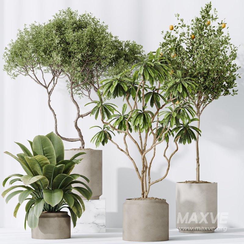AV Indoor plants set 191 Mandarin Citrus Fruit Orange and Mission Arbequina Olive and Ficus Elastica Robusta and Ficus Cyathistipula African Fig - Image 8