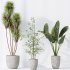 AV Indoor plants set 184 Mission Leccino Arbequina Olive and Cunjevoi Alocasia Jardin and Alnus Glutinosa Alder and Yucca Elephantipes Gigantea - Thumbnail 5