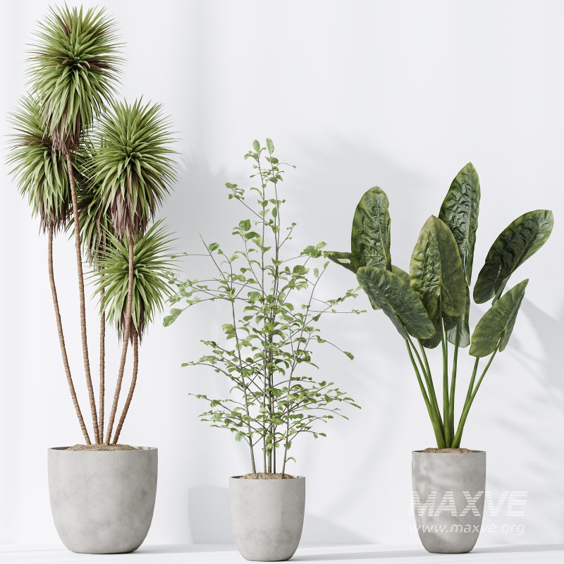 AV Indoor plants set 184 Mission Leccino Arbequina Olive and Cunjevoi Alocasia Jardin and Alnus Glutinosa Alder and Yucca Elephantipes Gigantea - Image 5