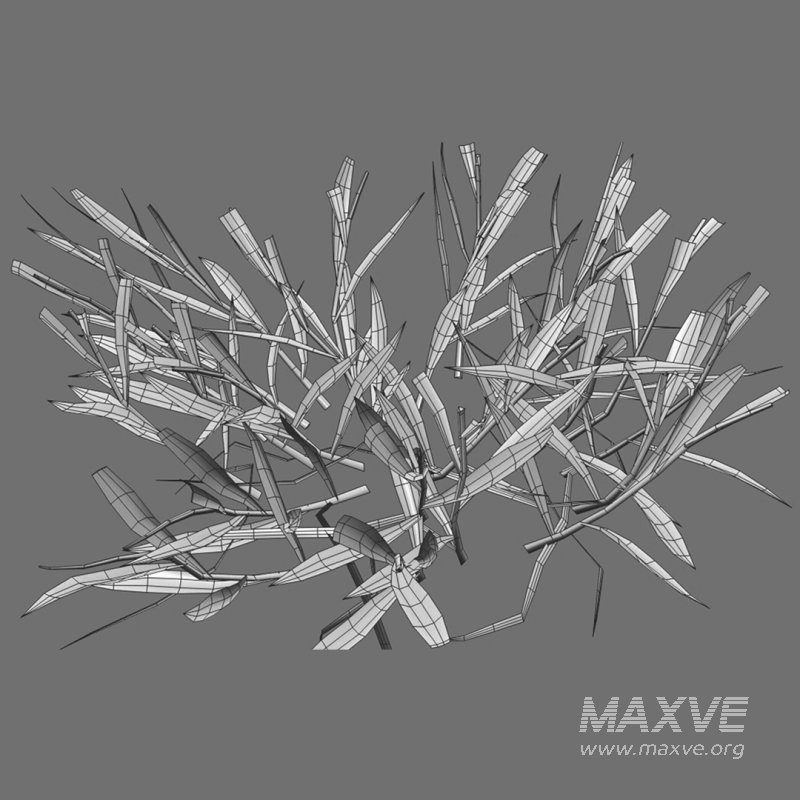 Cynodon dactylon – set 03 - Image 10