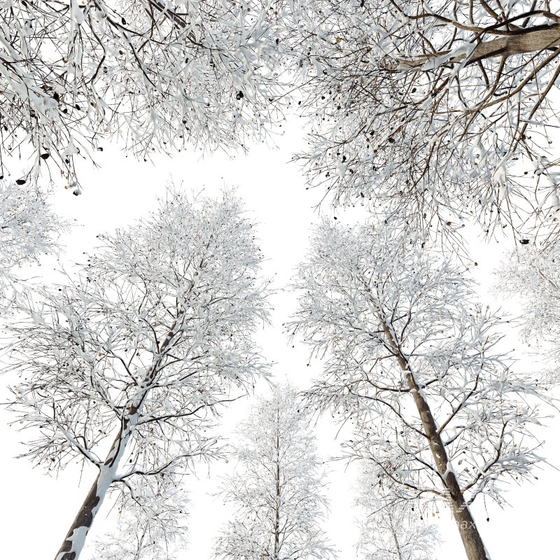 AV Plants Carpinus Betulus Winter Snow - Image 3