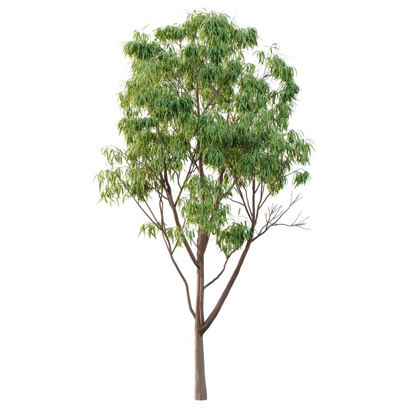 Eucalyptus Robusta Trees 02 - Image 5