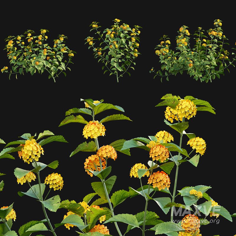 Lantana camara - Image 1