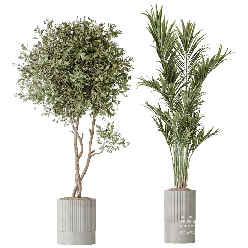 AV Indoor plants set 183 Areca Majesty Palm and ParadiseBird and Lemon Lime Cane Dragon and Olive Artificial and Aloifolia Rostrata Palm - Image 1