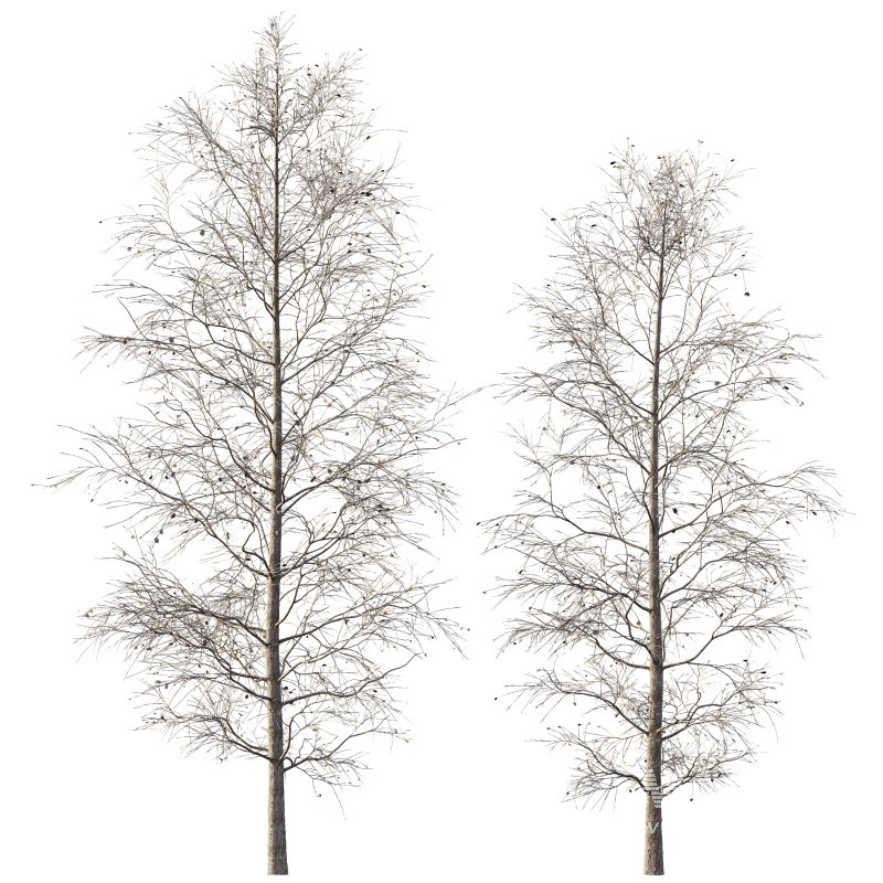 AV Plants Carpinus Betulus Winter Snow - Image 2