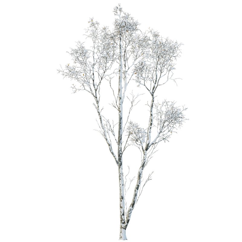 AV Plants Castanea Sativa Winter Snow - Image 2