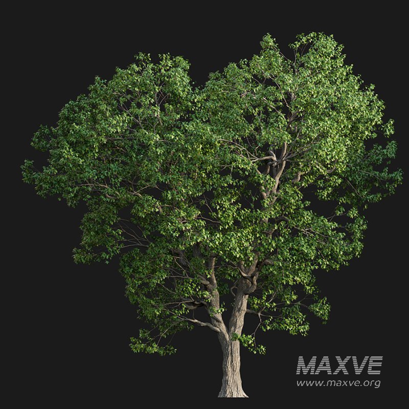 Cinnamomum camphora - Image 3