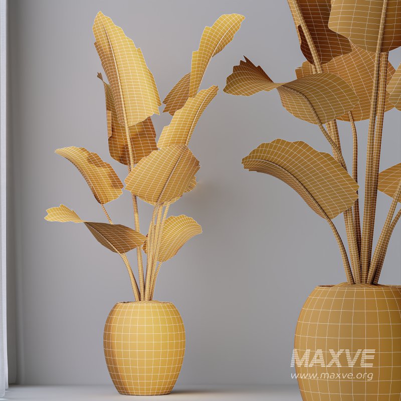 AV Indoor plants set 180 Alnus Glutinosa Alder Schwarzerle Betulus Hazel Erle and Bird Of Paradise Strelitzia Nicolai - Image 8