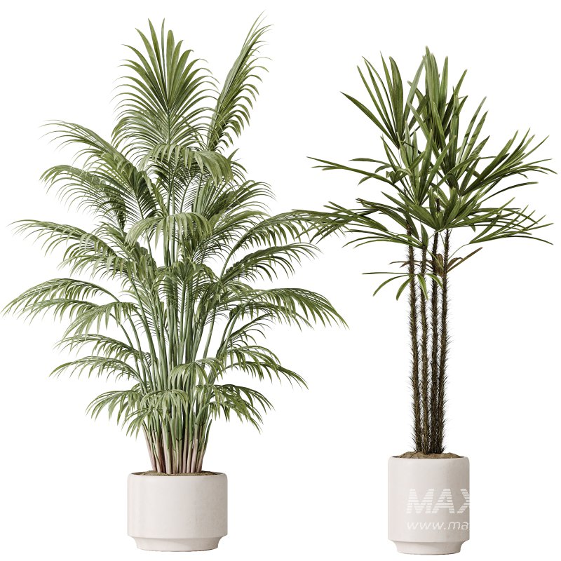 AV Indoor plants set 186 Olive Artificial and Arboricola Umbrella and Areca Palm and Rhapis Excelsa Lady Palm and Ruffled Fan Palm - Image 2