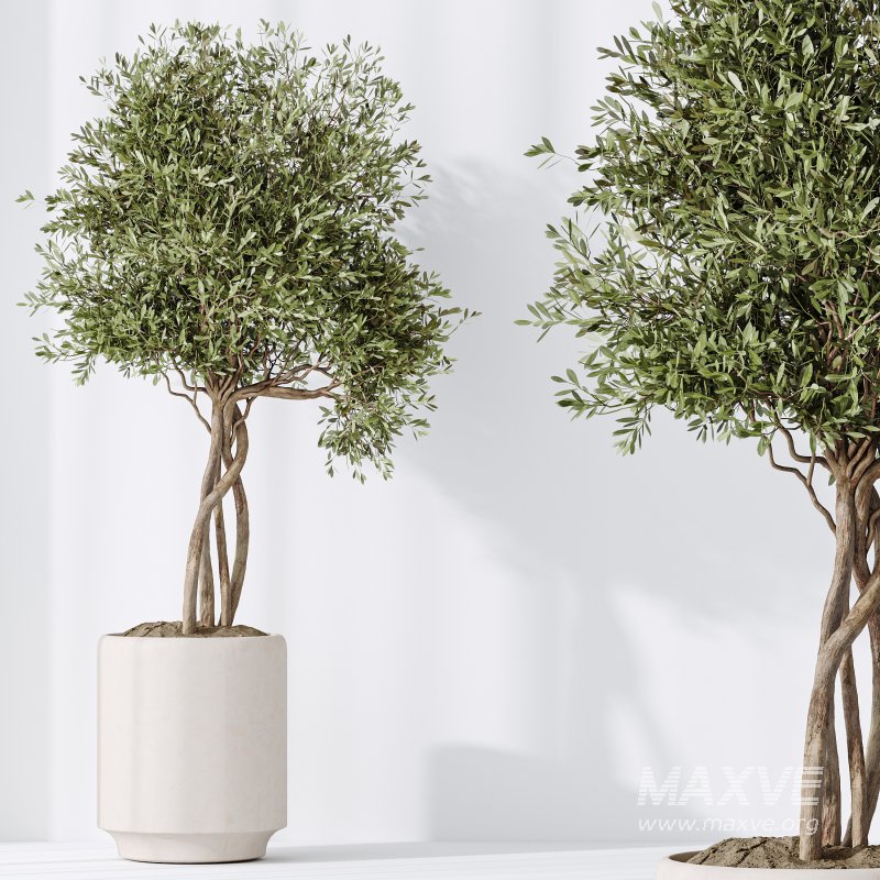 AV Indoor plants set 186 Olive Artificial and Arboricola Umbrella and Areca Palm and Rhapis Excelsa Lady Palm and Ruffled Fan Palm - Image 7