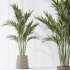 AV Indoor plants set 183 Olive Tree and Yucca Elephantipes Gigantea and Areca Palm and Giant Monstera Deliciosa - Thumbnail 6