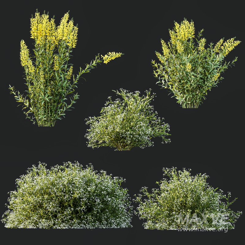 AV 7 different bush Linaria Vulgaris Yellow Toadflax and Gypsophila Paniculata Snowflake Breath - Image 7