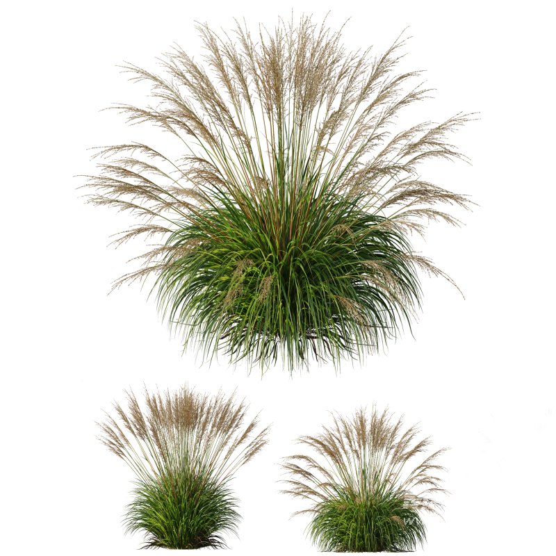 AV 11 different Grasses - Image 4