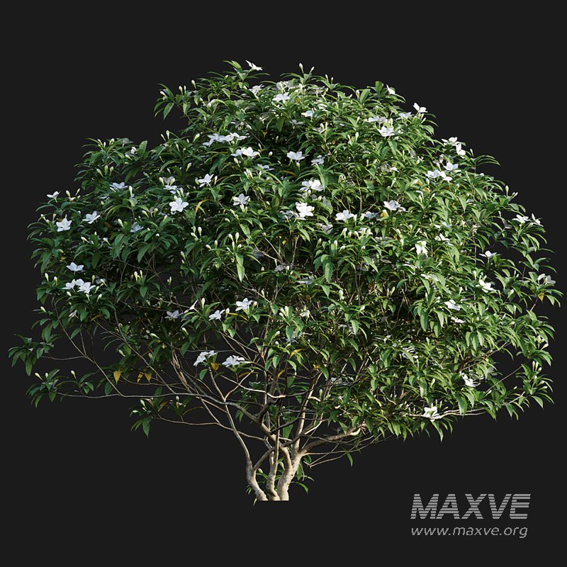 Wrightia antidysenterica 02 - Image 4