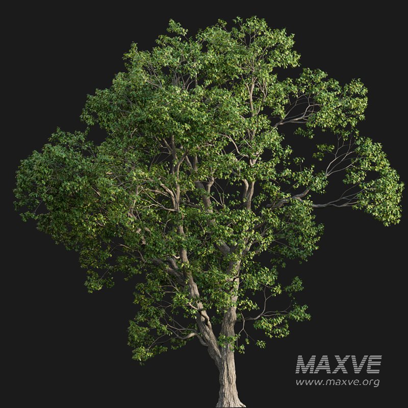 Cinnamomum camphora 03 - Image 3