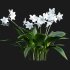 Eucharis grandiflora – Amazon Lily - Thumbnail 5