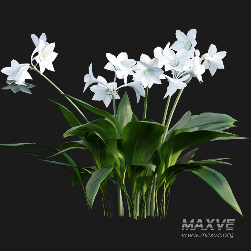 Eucharis grandiflora – Amazon Lily - Image 5