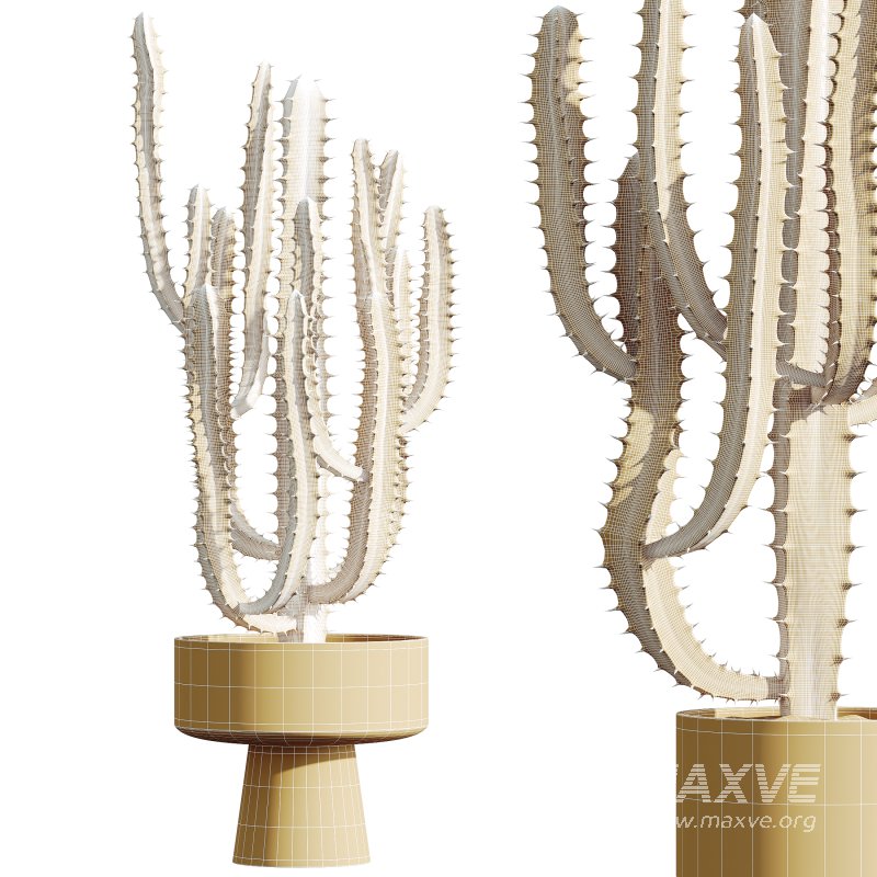 AV HousePlants Cactus Trigona Peruvian - Image 2