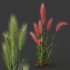 AV 11 different Grasses - Thumbnail 7