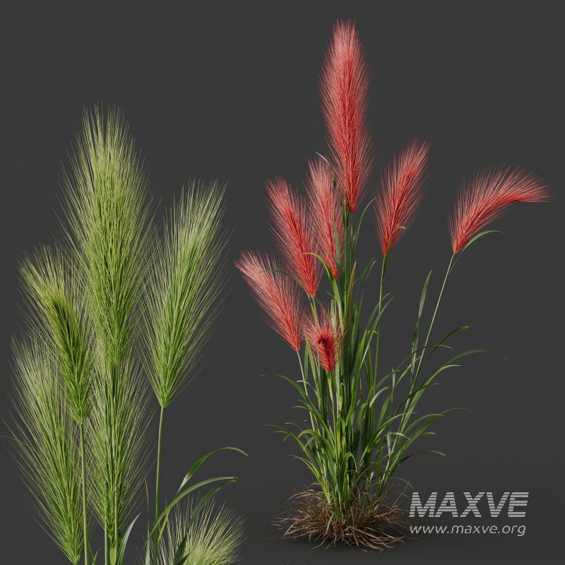 AV 11 different Grasses - Image 7
