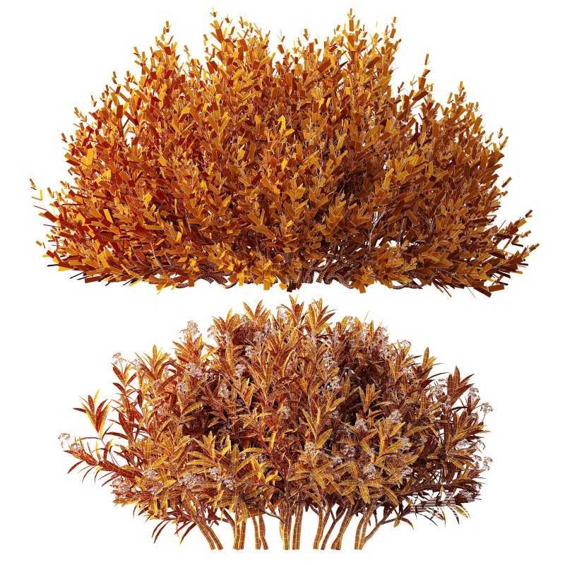 AV adjective bush Nerium Oleander Laurier Kaner Rose Pink and Montra Olive Bush - Image 5