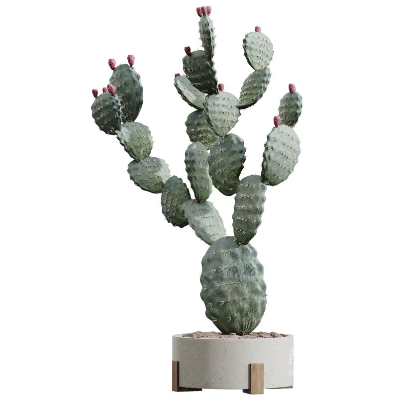 AV HousePlants Cactus Opuntia Tree - Image 2