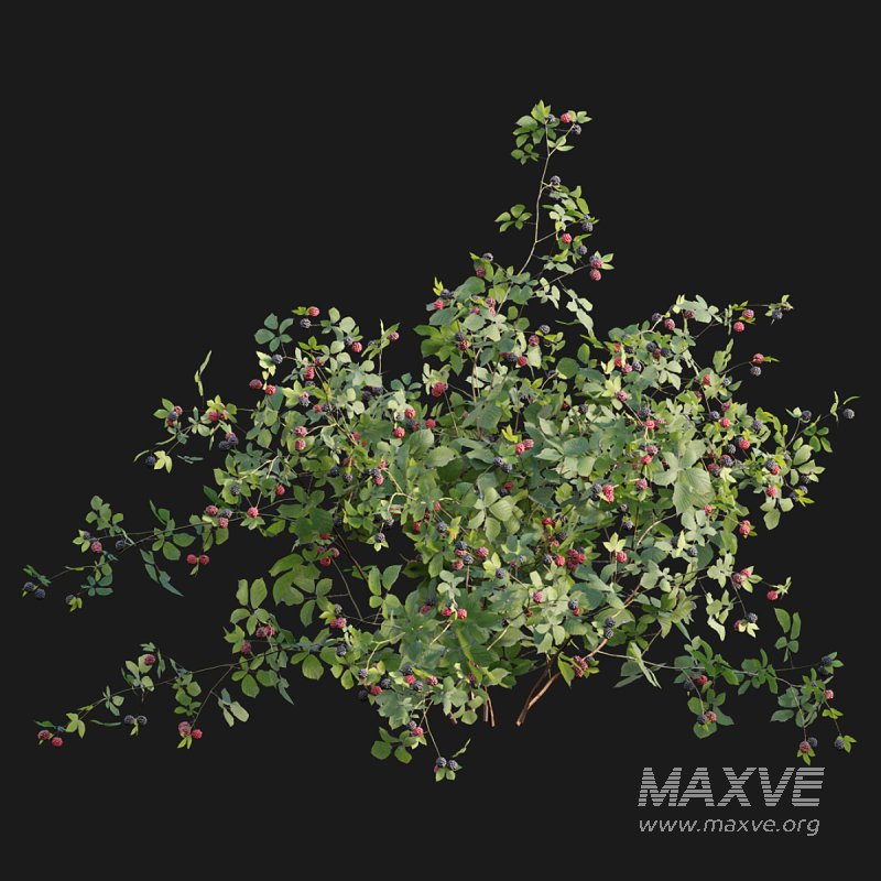 Rubus fruticosus – Blackberry - Image 4