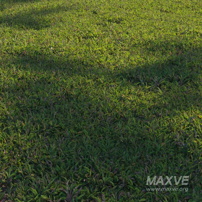 Axonopus Compressus Set 02 - Image 2