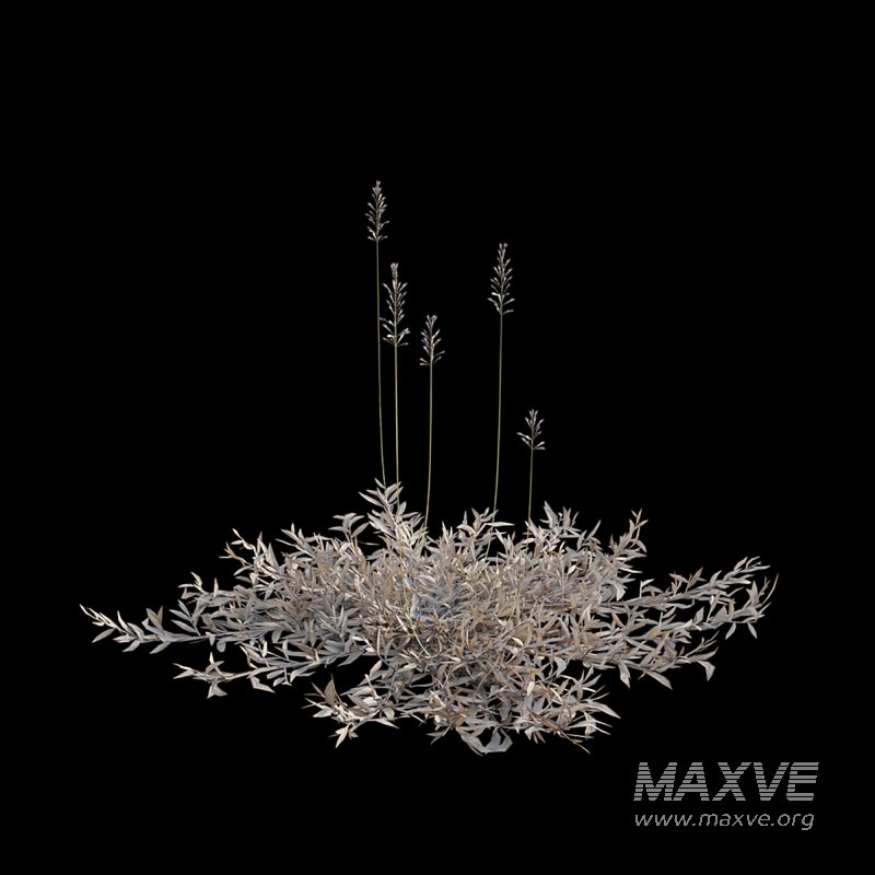 Chrysopogon aciculatus – dry 01 - Image 4