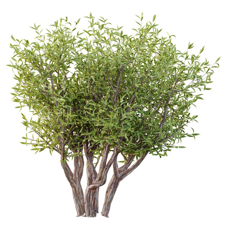 Sweet Viburnum Plant04 - Image 3