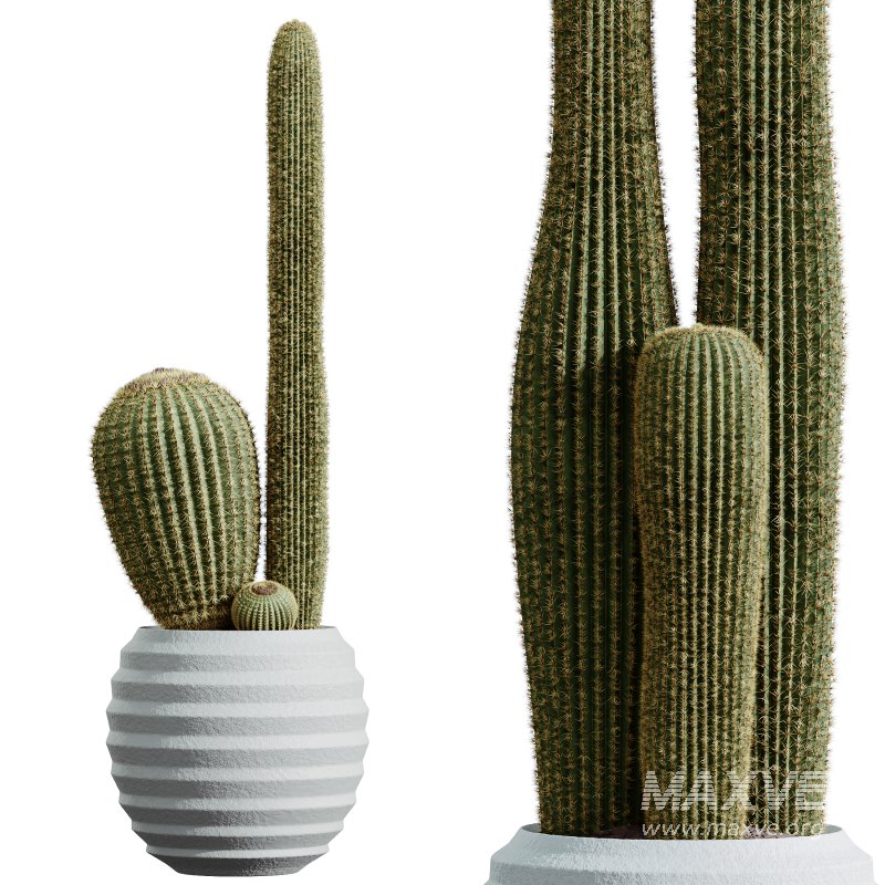 AV HousePlants Cactus Echinocactus Grusonii Golden Barrel Tree - Image 2