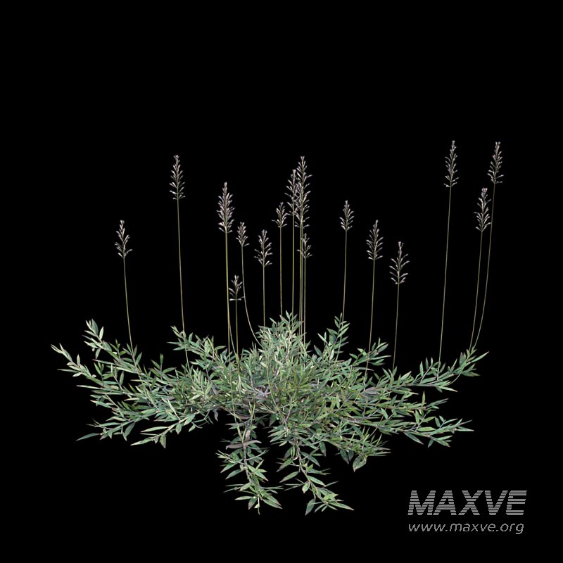 Chrysopogon aciculatus 01 - Image 4