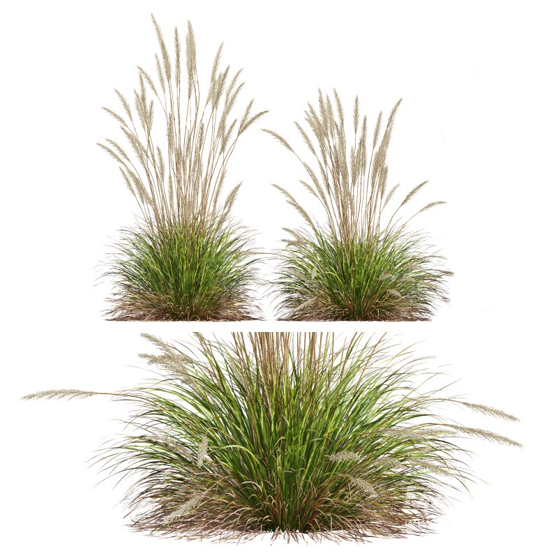 AV Calamagrostis Karl Foerster and Stipa Anemanthele lessoniana Grasses - Image 5