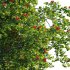 ilex aquifolium – Holly 02 - Thumbnail 5