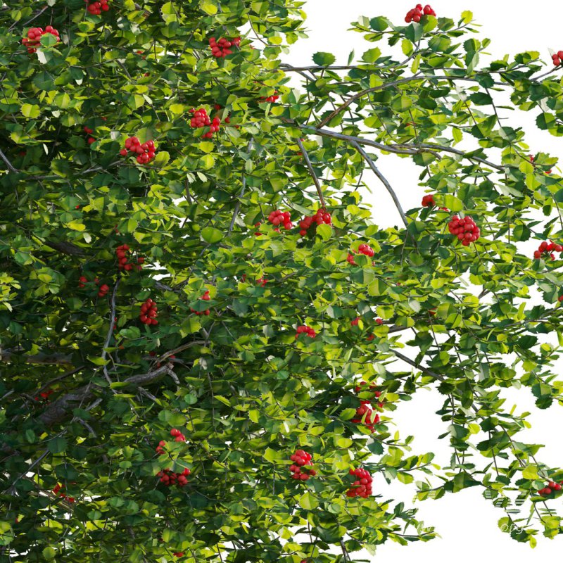 ilex aquifolium – Holly 02 - Image 5