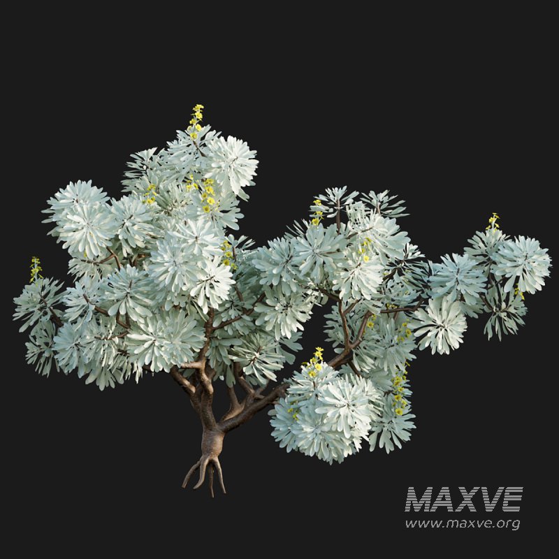 Crossostephium chinense - Image 4