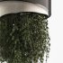 Indoor plants Hanging Plants set90 - Thumbnail 1