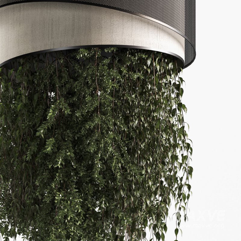 Indoor plants Hanging Plants set90 - Image 1