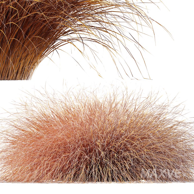 AV Carex Testacea Orange Sedge Grass Prairie Fire - Image 14