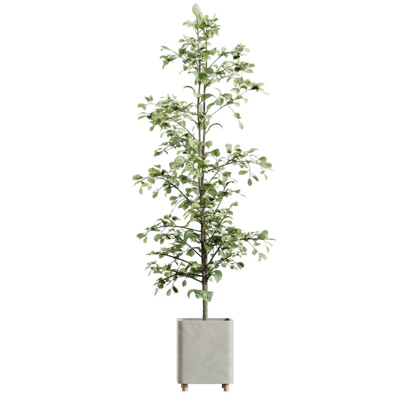 AV Indoor plants set 180 Alnus Glutinosa Alder Schwarzerle Betulus Hazel Erle and Bird Of Paradise Strelitzia Nicolai - Image 3