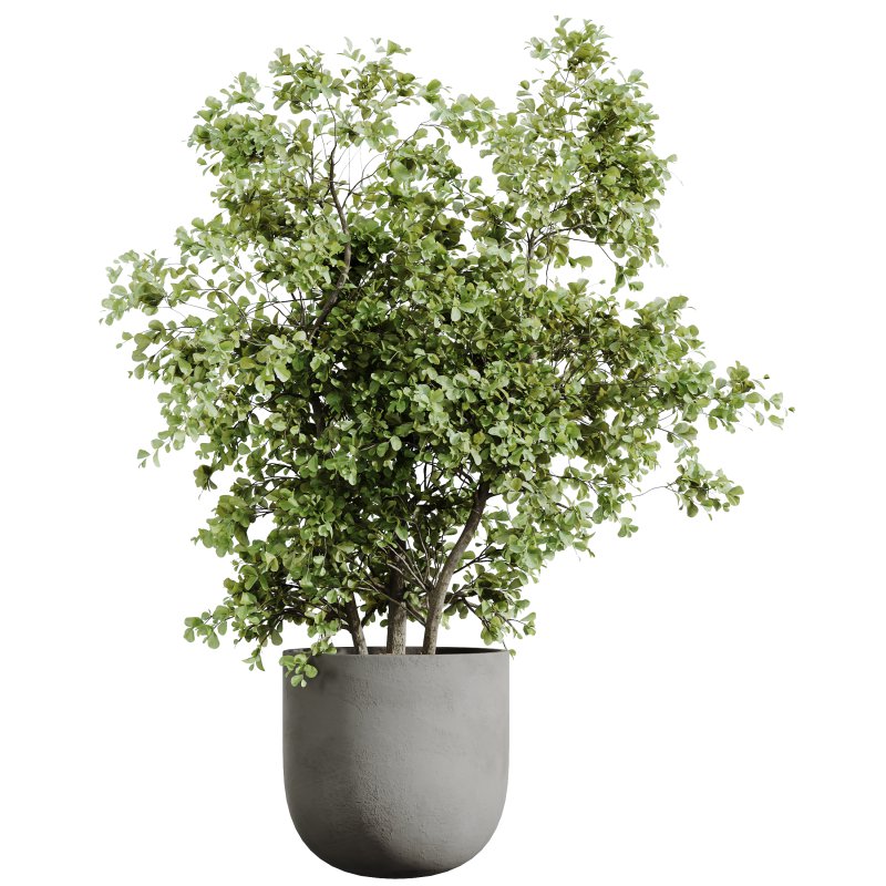 AV Indoor plants set 188 Mission Kalamata Leccino Arbequina Olive and Ficus Cyathistipula and Mountain Kentia Palm - Image 3