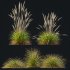 AV Calamagrostis Karl Foerster and Stipa Anemanthele lessoniana Grasses - Thumbnail 9