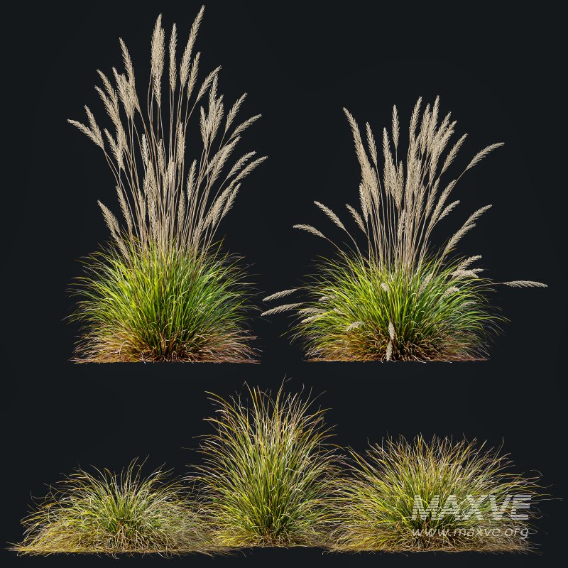 AV Calamagrostis Karl Foerster and Stipa Anemanthele lessoniana Grasses - Image 9