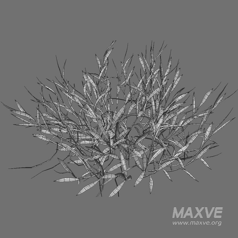 Cynodon dactylon – set 02 - Image 11