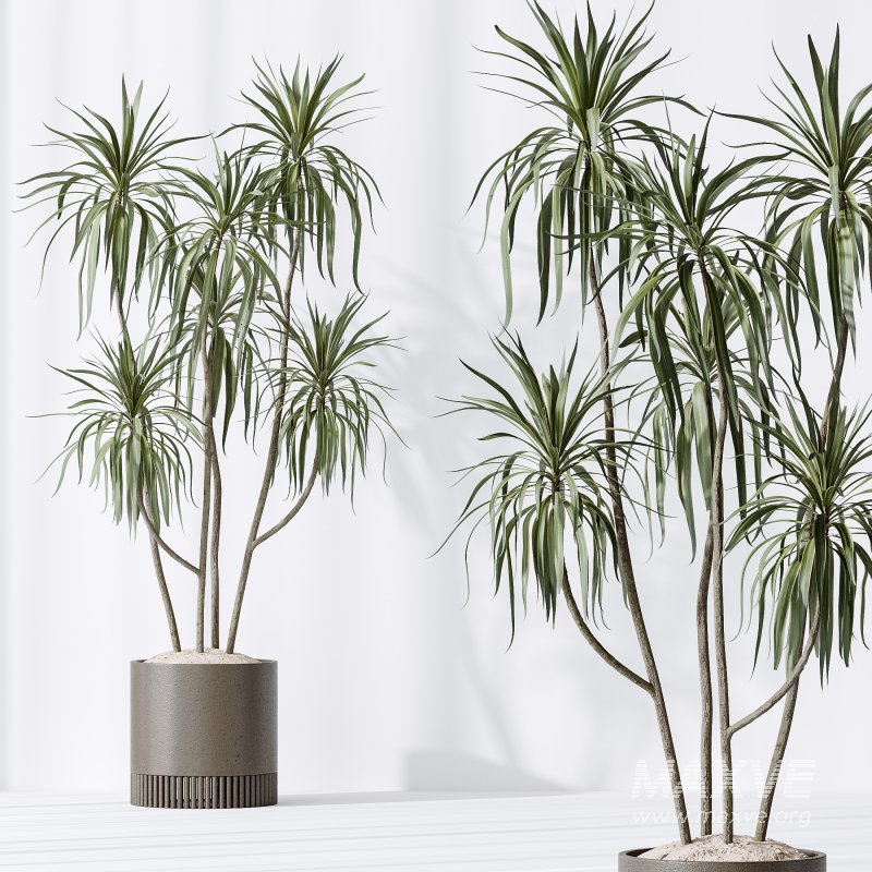 AV Indoor plants set 178 Mission Arbequina Olive and Ravenala Banana and Dracaena Lemon Lime Cane Dragon - Image 8