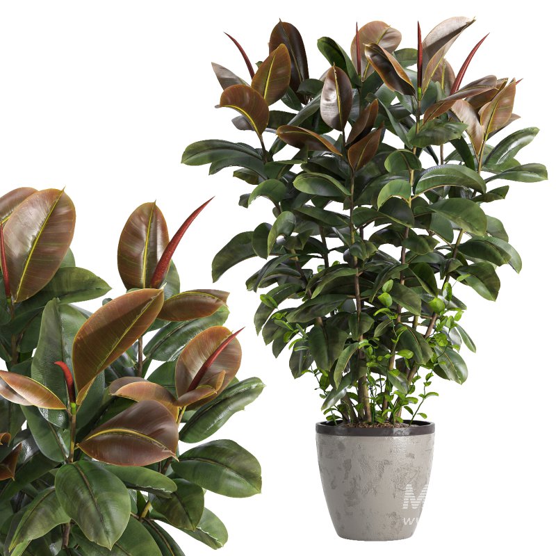 Indoor plant 05 - Image 2