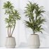 AV Indoor plants set 184 Olive Artificial Olea Tree and Zamiifolia Araceae and Lemon Lime Cane Dragon and Euphorbia Drupifera - Thumbnail 5