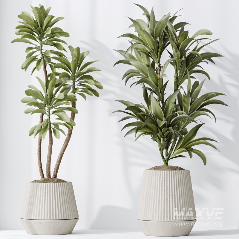 AV Indoor plants set 184 Olive Artificial Olea Tree and Zamiifolia Araceae and Lemon Lime Cane Dragon and Euphorbia Drupifera - Image 5