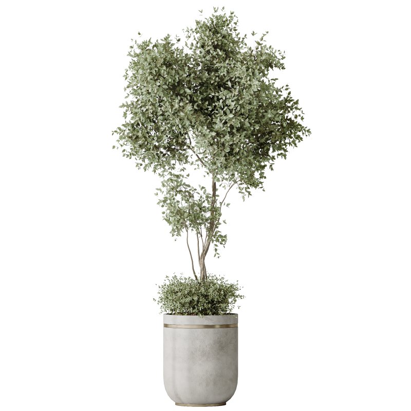 AV Indoor plants set 187 Mission Kalamata Arbequina Olive and Lemon Lime Cane Dragon and Ficus Microcarpa Moclame - Image 1